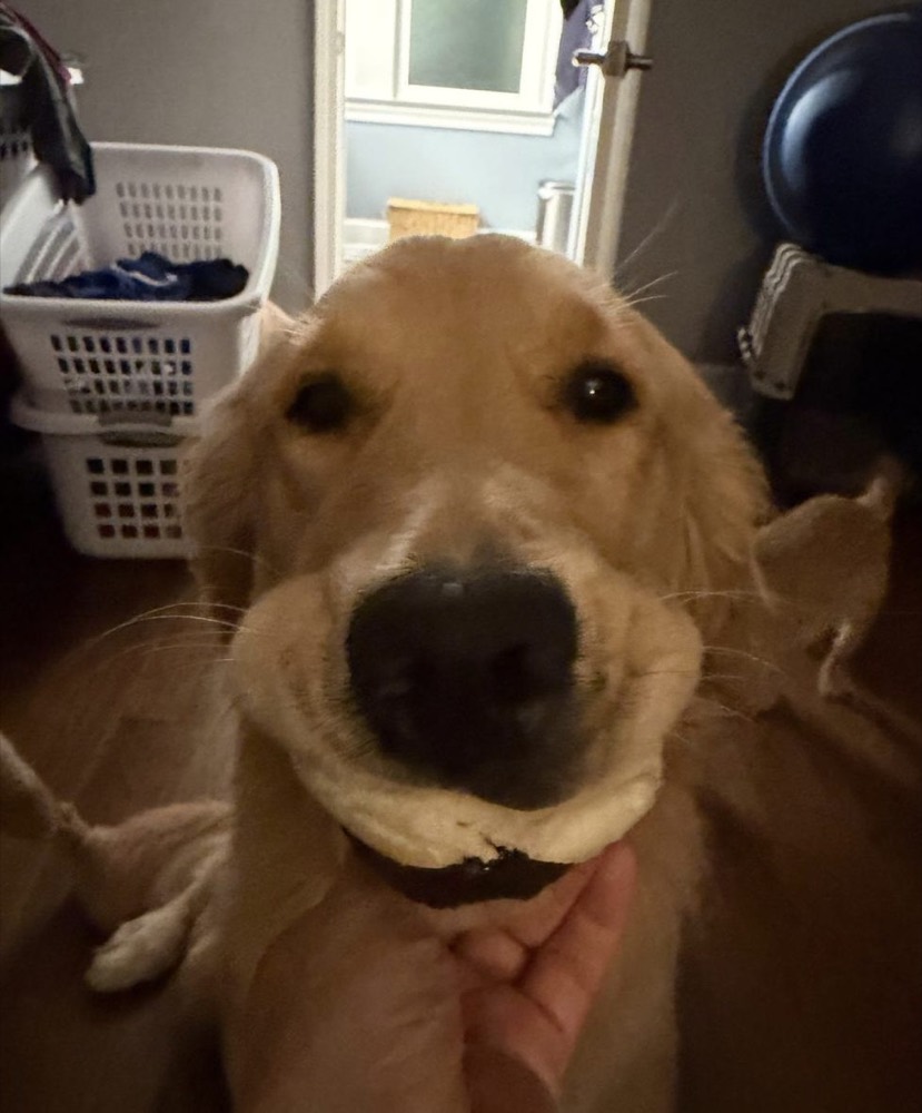 Flurry, our hospital mascot, smiling at the camera