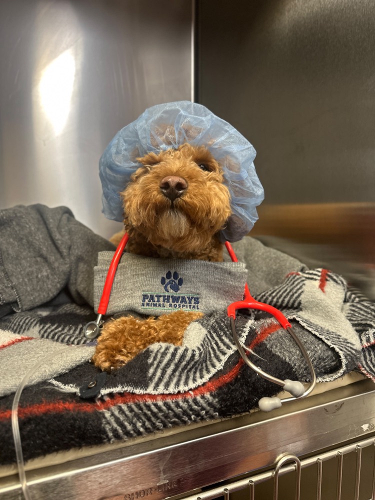 A small dog resting in a surgical cap with a teddy bear