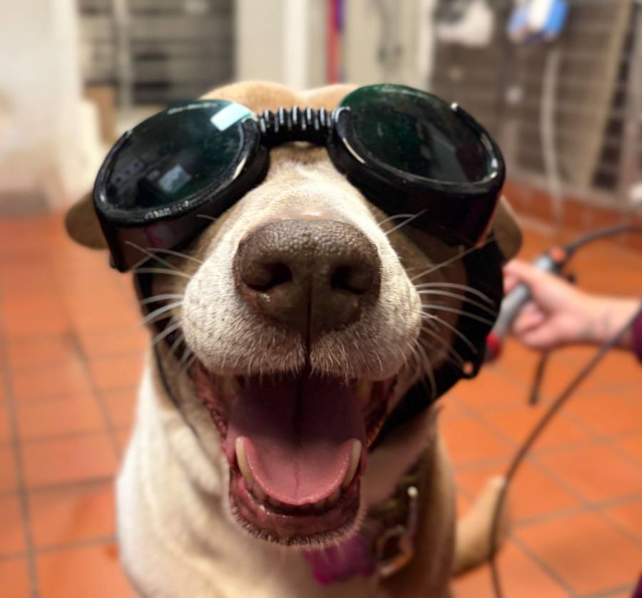 A dog in protective goggles during laser therapy at Pathways