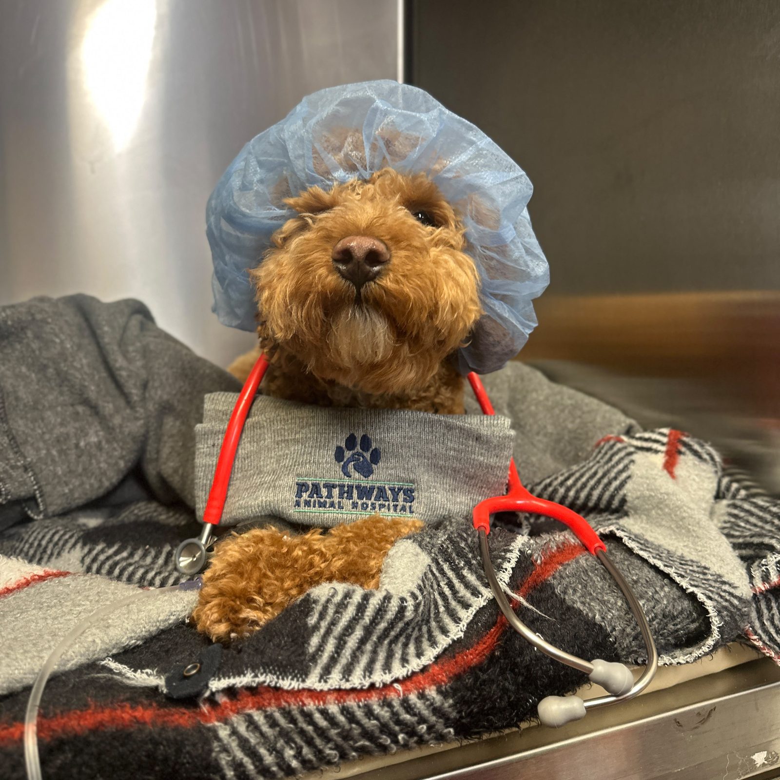A doodle puppy in a surgical cap tucked under a Pathways Animal Hospital blanket on the recovery table
