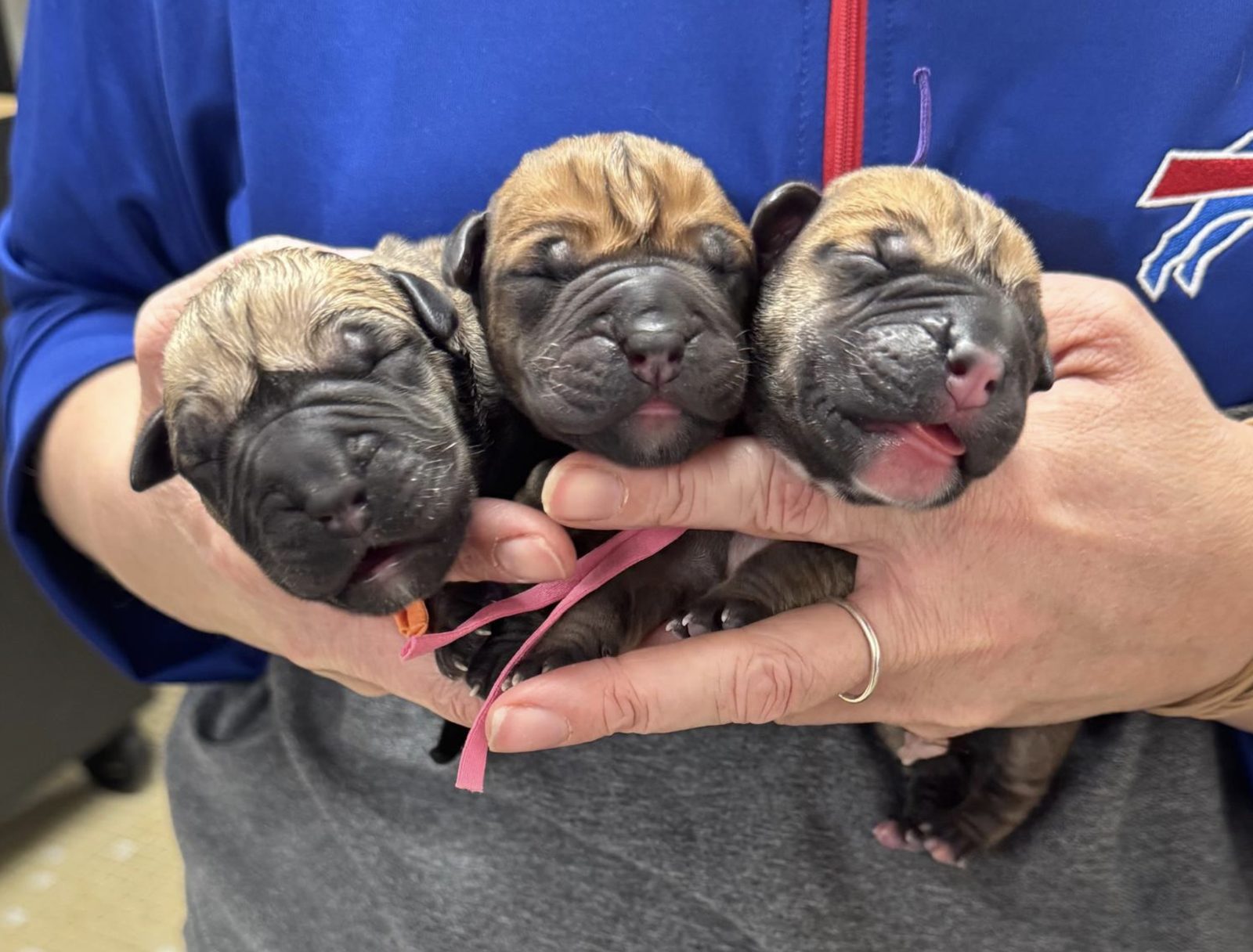 Three newborn puppies with their whelping collars, cradled in a Pathways Animal Hospital team memberβs hands