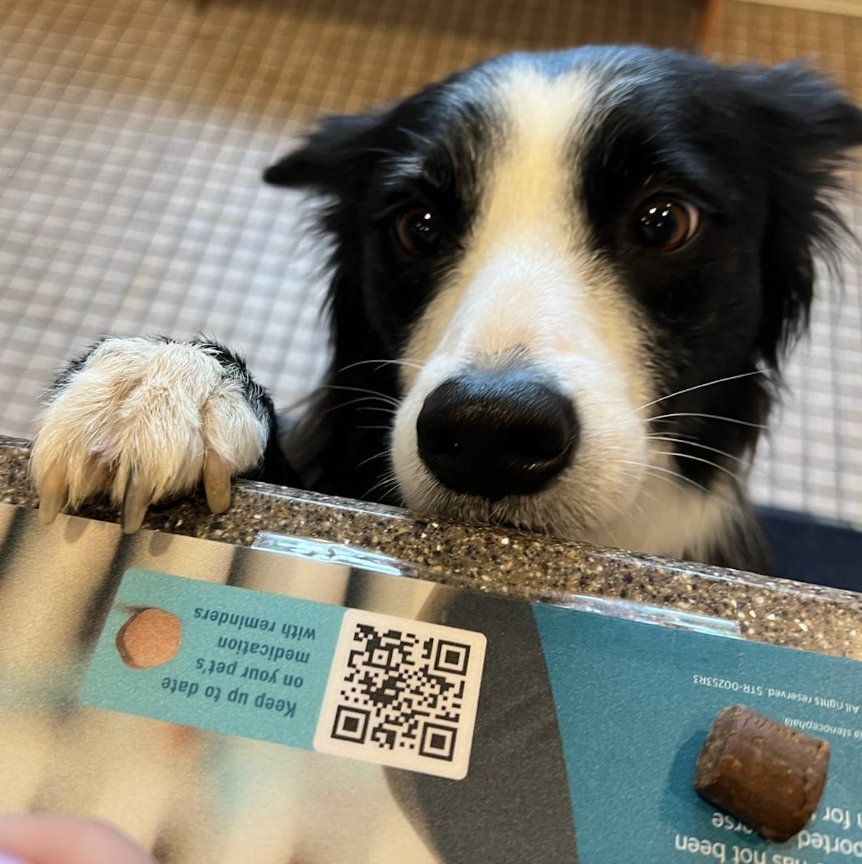 A border collie resting both front paws on a box of parasite preventative on the exam table
