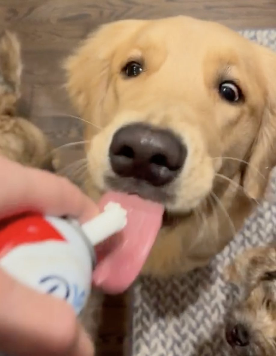 A golden retriever taking a dose of oral medication from a syringe