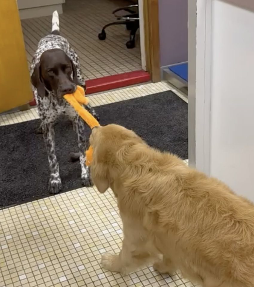 Two dogs greeting each other in the hallway, one carrying a toy