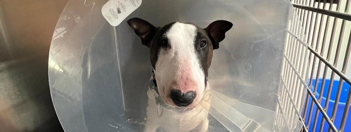 A bull terrier in a recovery collar resting comfortably in a kennel at Pathways Animal Hospital