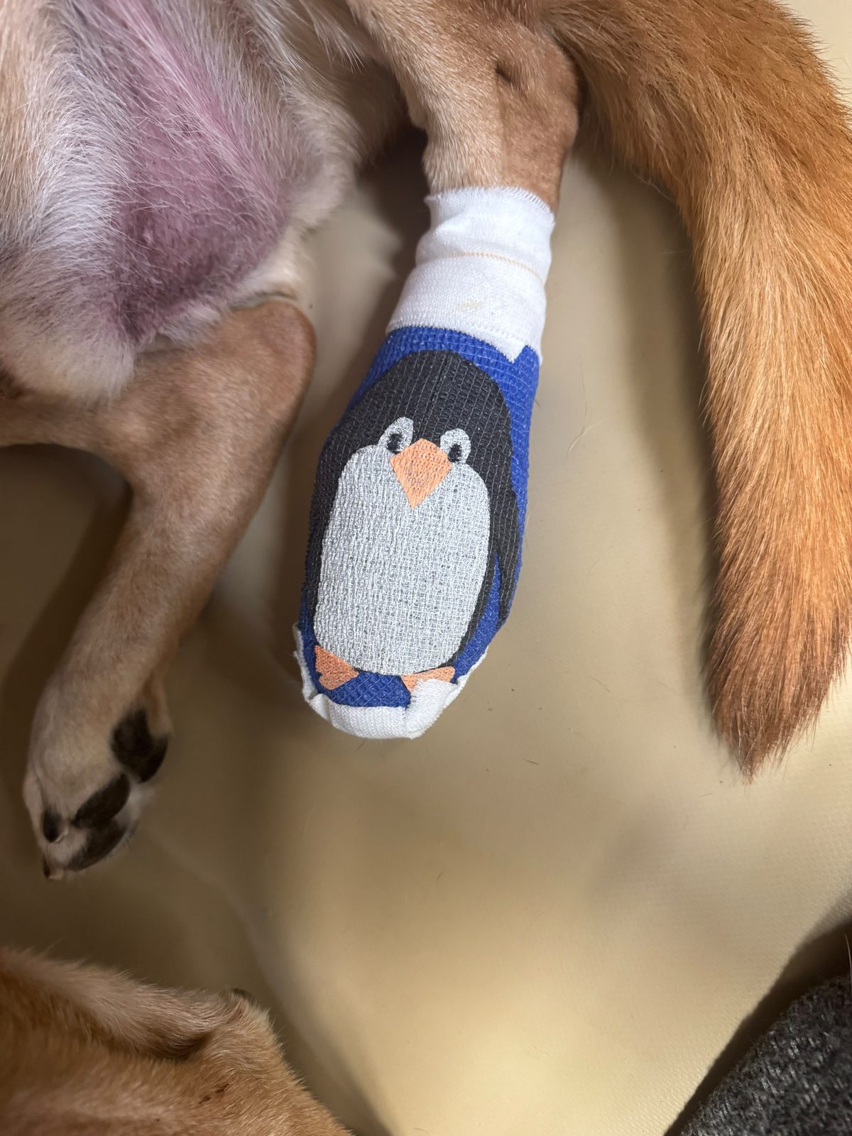 A dog resting with a bandaged leg after wound treatment at Pathways Animal Hospital