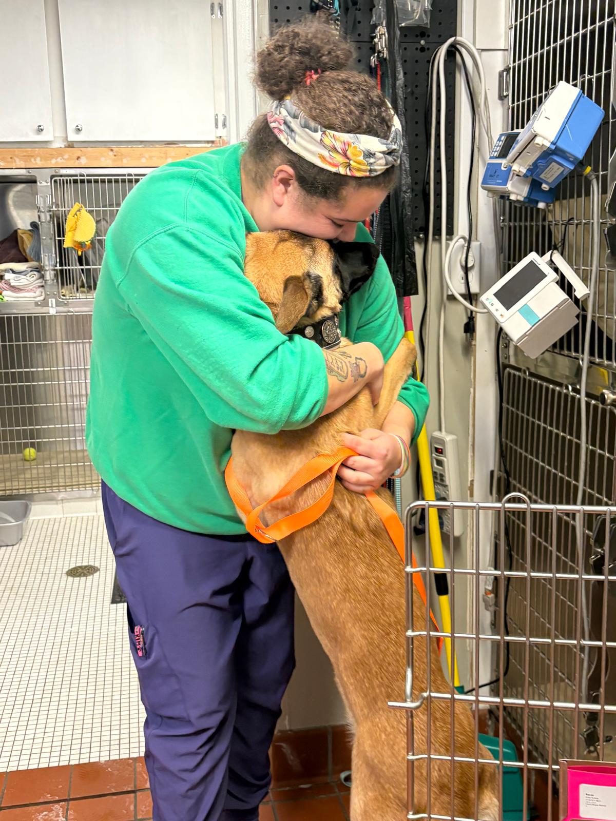 A Pathways Animal Hospital team member comforting a dog receiving intravenous treatment in the hospital ward