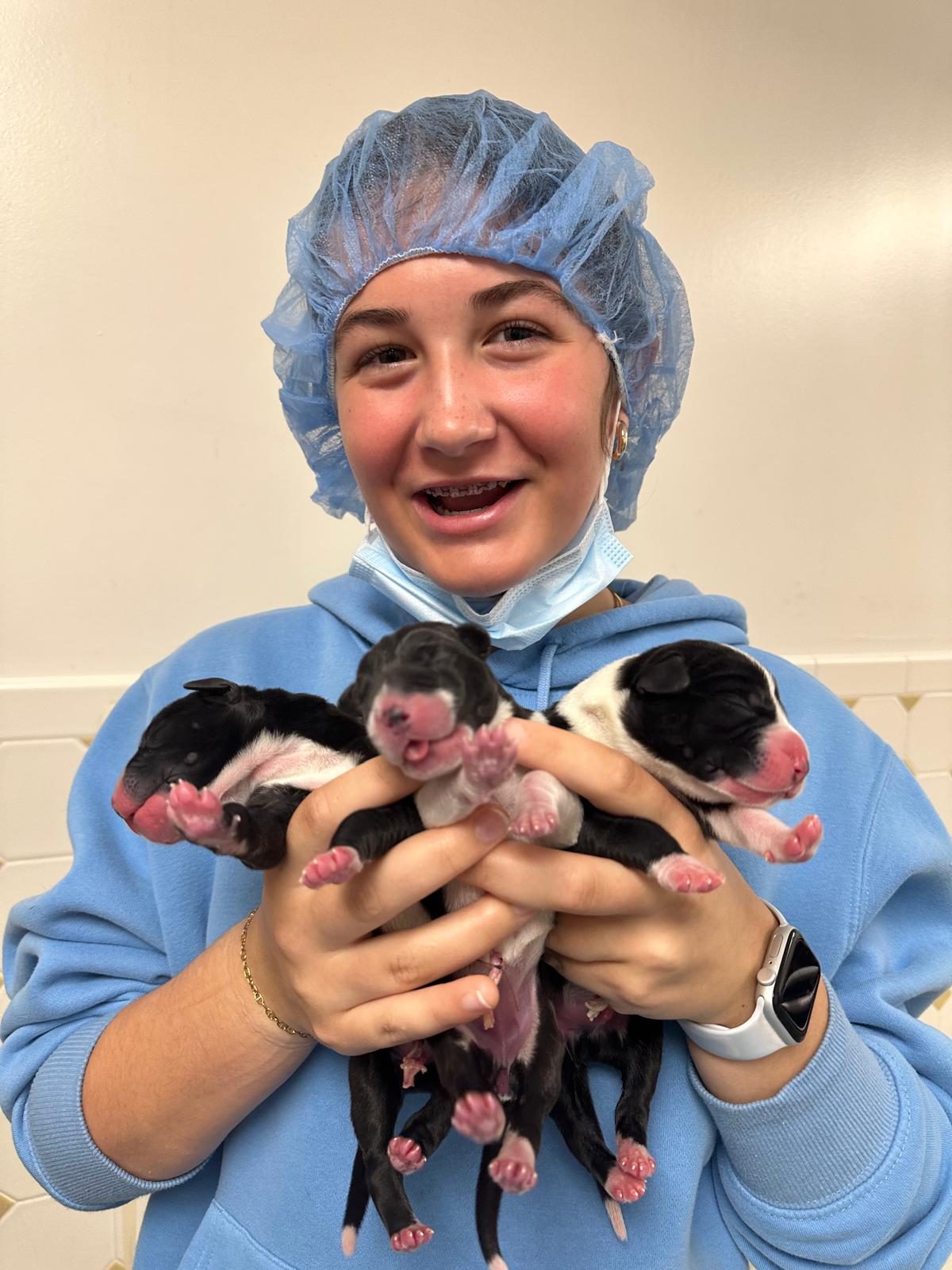 A veterinary team member holding a litter of newborn puppies delivered by cesarean section at Pathways Animal Hospital