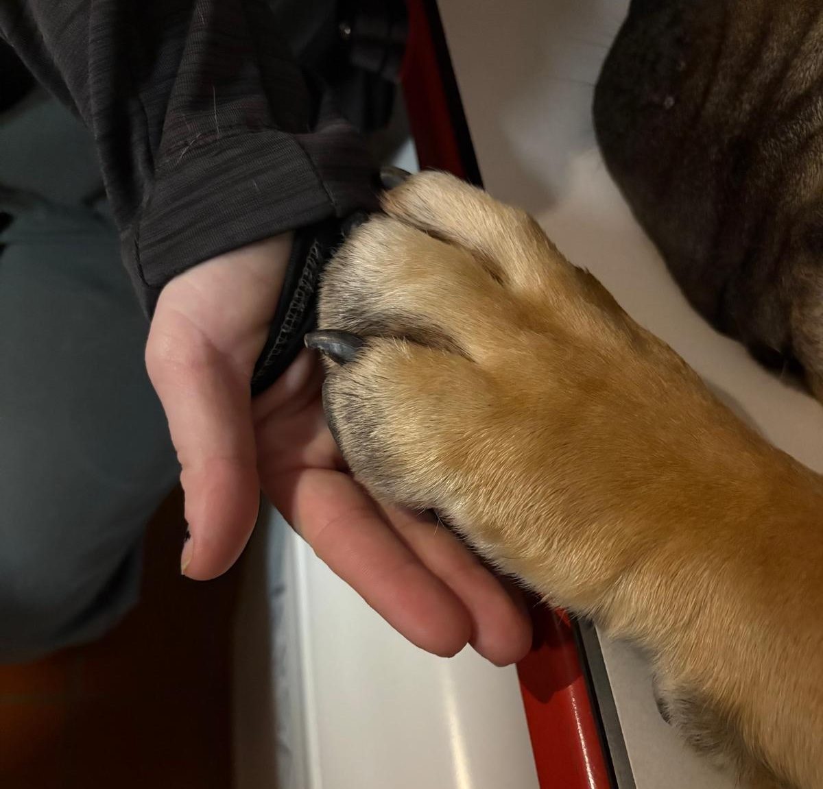 A veterinary team member gently examining a dog's paw