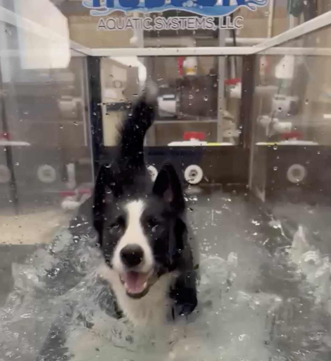 A border collie walking on the underwater water treadmill at Pathways Animal Hospital