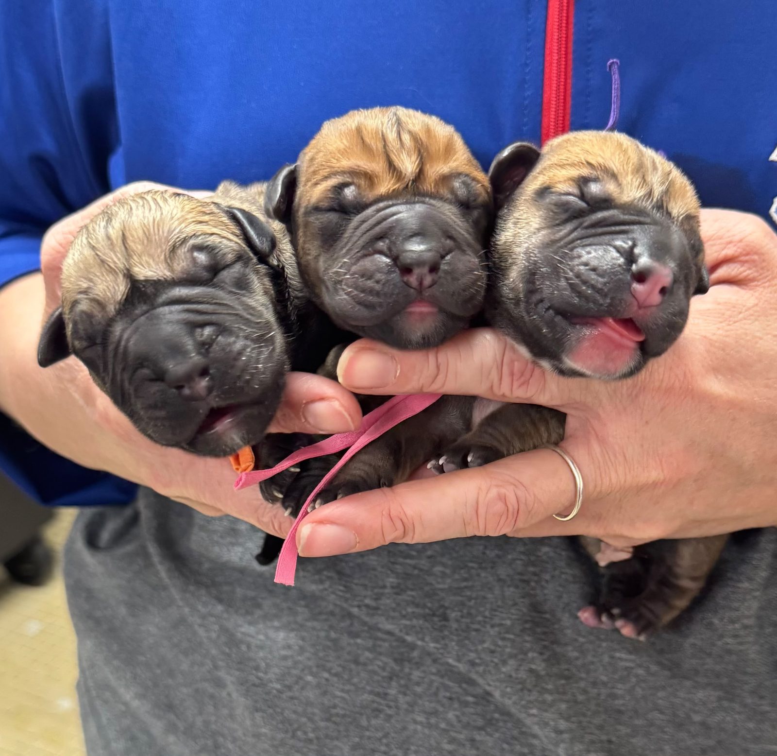 Newborn puppies held after delivery at Pathways Animal Hospital