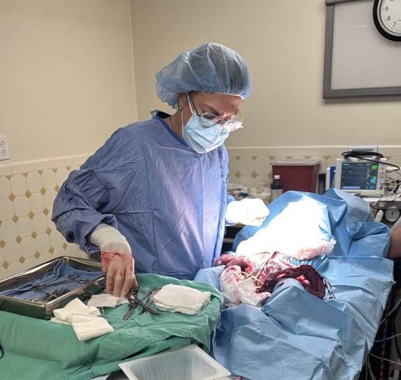 A Pathways veterinarian performing surgery in the operating suite