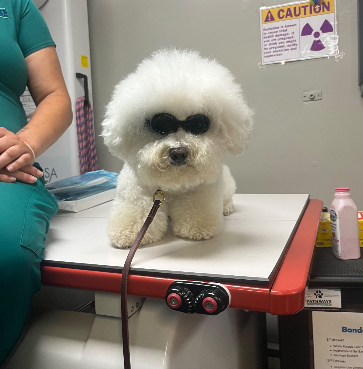 A bichon frise wearing protective goggles on the treatment table during a laser session