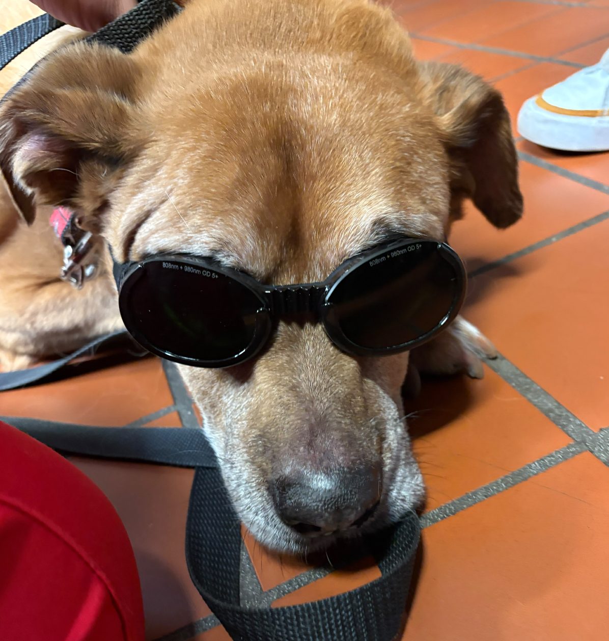 A dog resting on the floor in protective goggles partway through a laser treatment