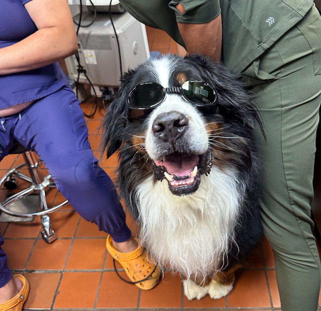 A Bernese mountain dog in protective goggles with two members of the Pathways team during a laser session