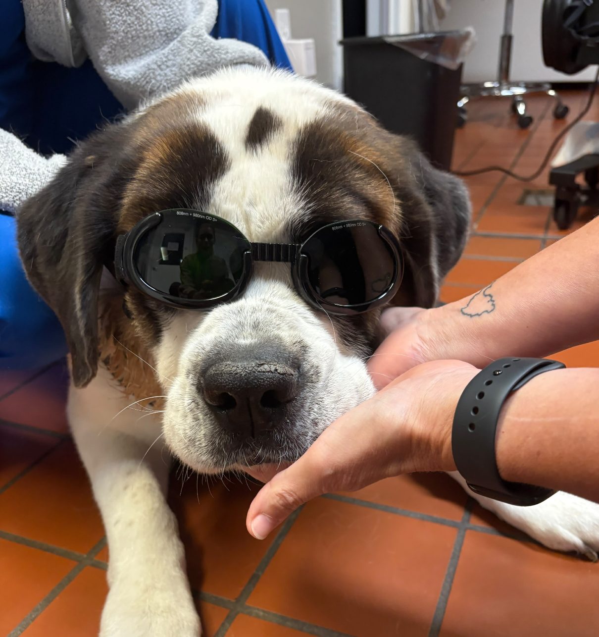 A large dog in protective goggles being steadied by a team member during treatment