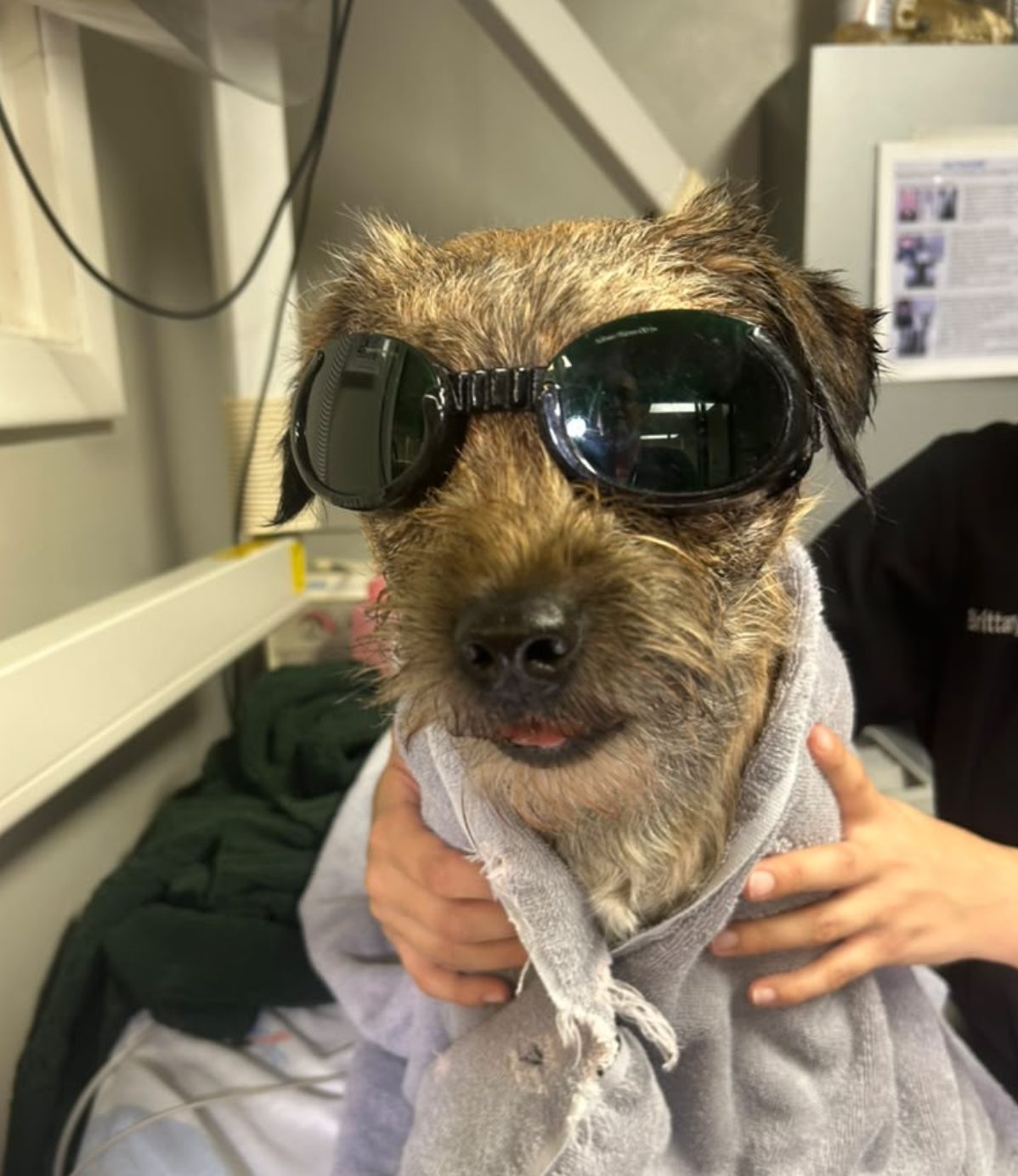 A small terrier wrapped in a towel and wearing protective goggles during a laser treatment