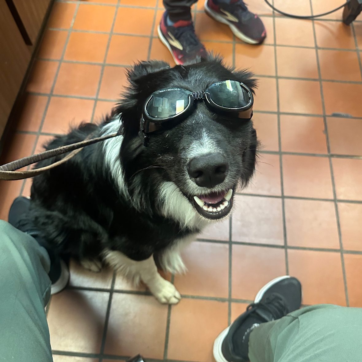 A border collie in protective goggles sitting for a therapeutic laser treatment