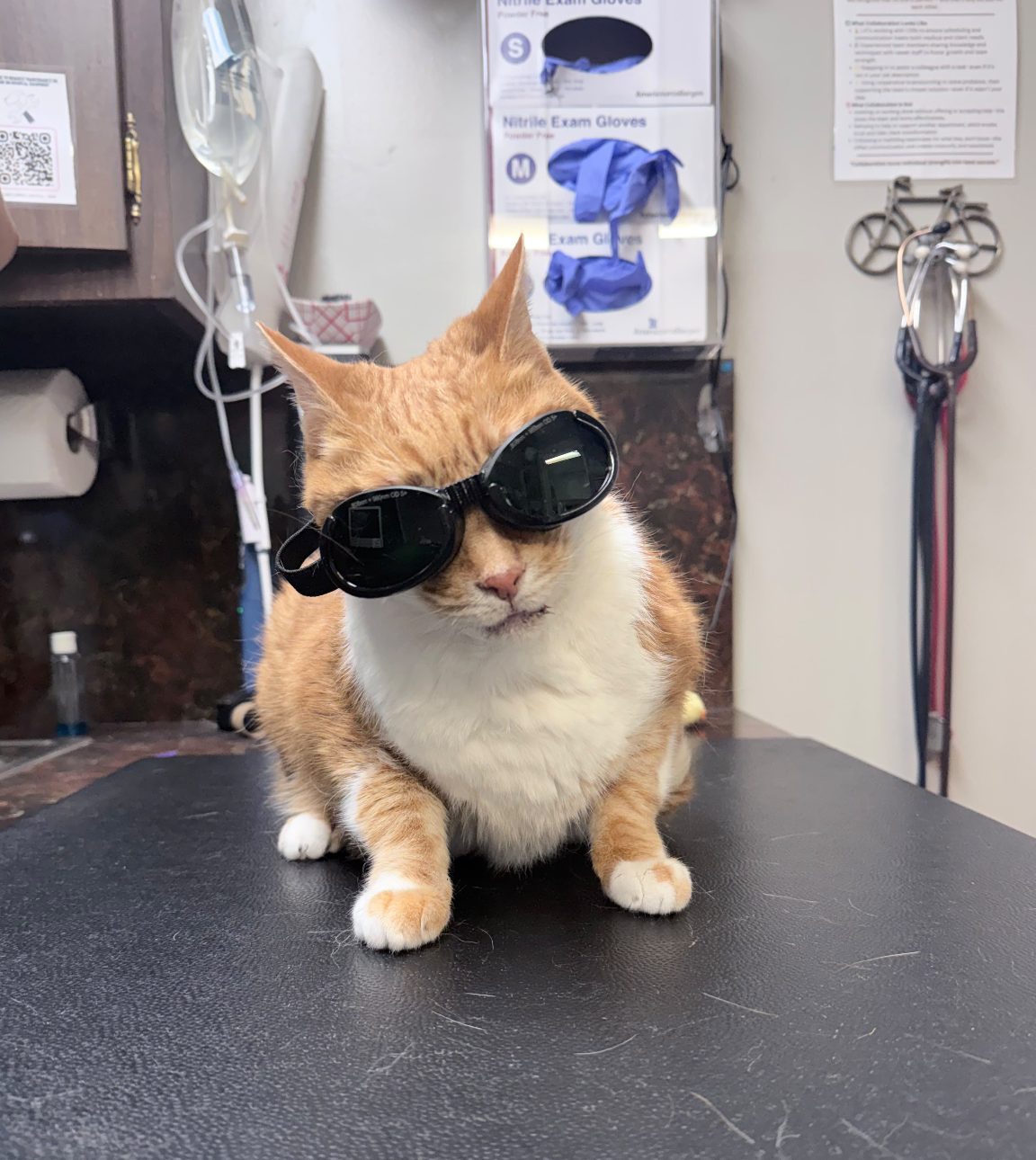 A ginger cat wearing protective goggles on the treatment table during a laser session