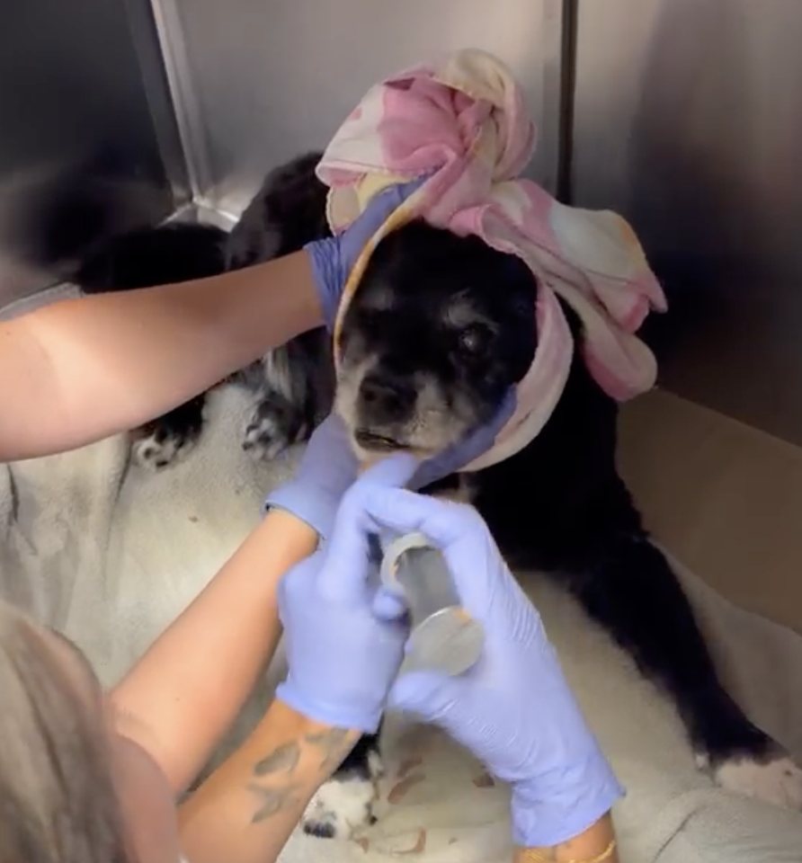 A senior dog being gently towelled and comforted by the Pathways team