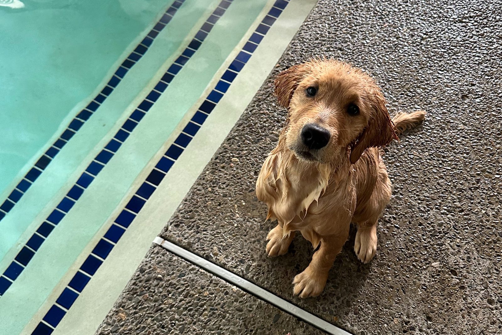 A wet golden retriever puppy sitting on the pool deck beside the swim pool at Pathways Animal Hospital