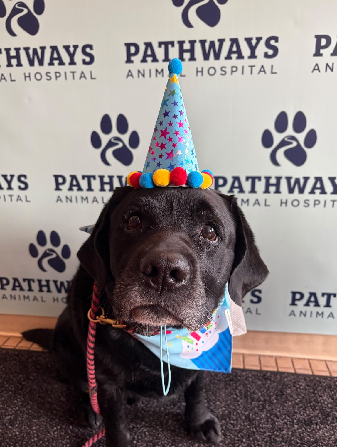 A grey-muzzled black labrador wearing a party hat in front of the Pathways Animal Hospital backdrop