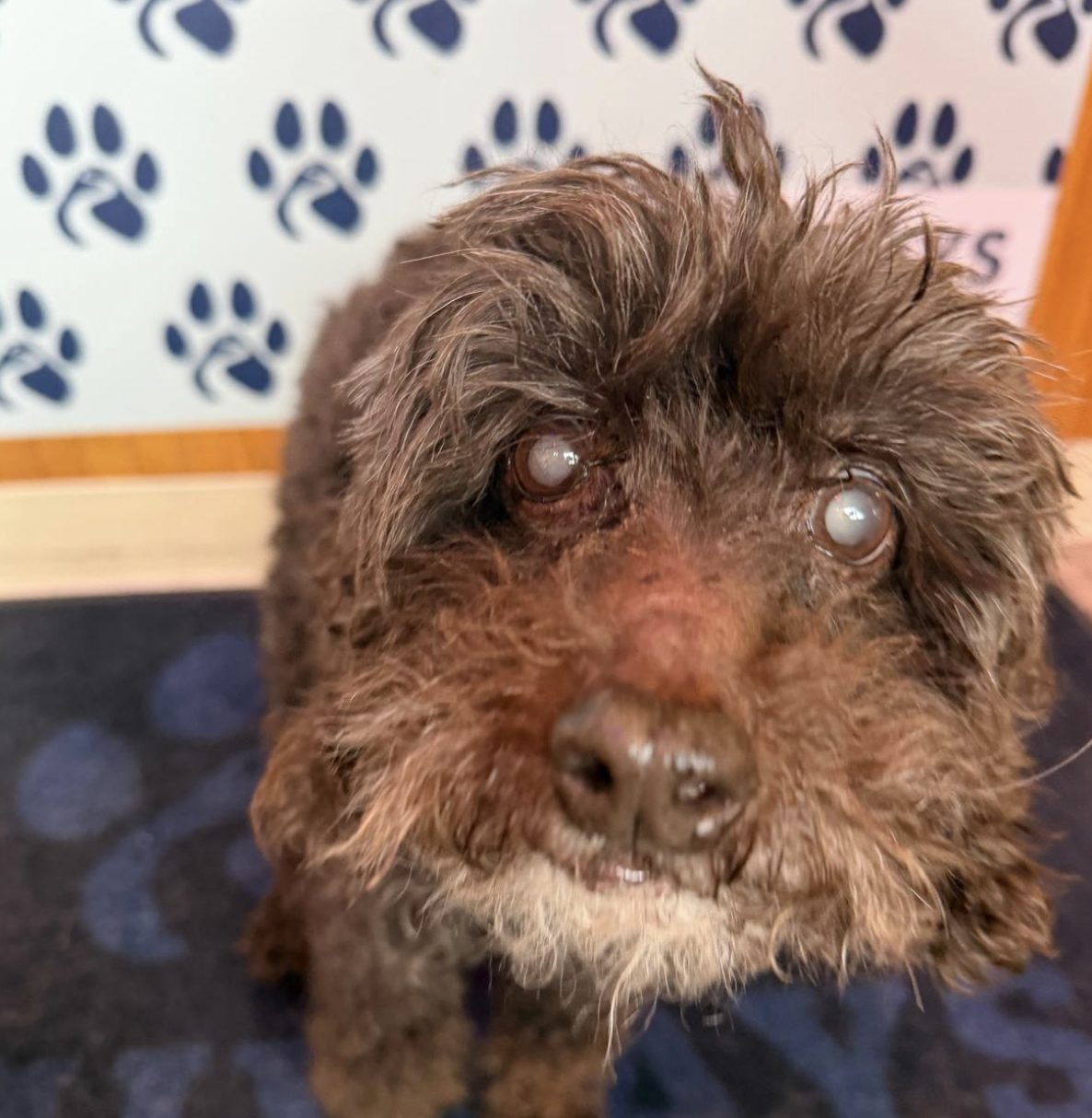 An older dog with a greying face and a cloudy eye looking up at the camera