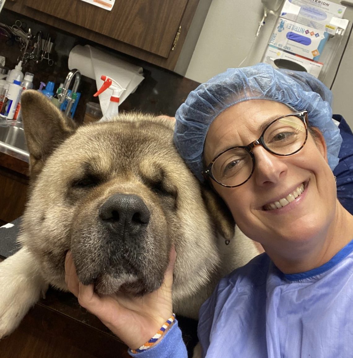 A Pathways veterinarian in surgical cap and gown with an Akita in the preparation area