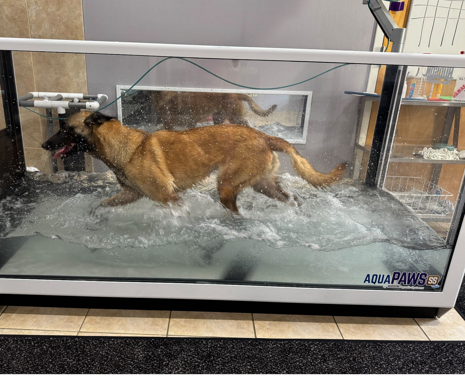 A dog walking on the underwater treadmill belt with the chamber filled to shoulder height