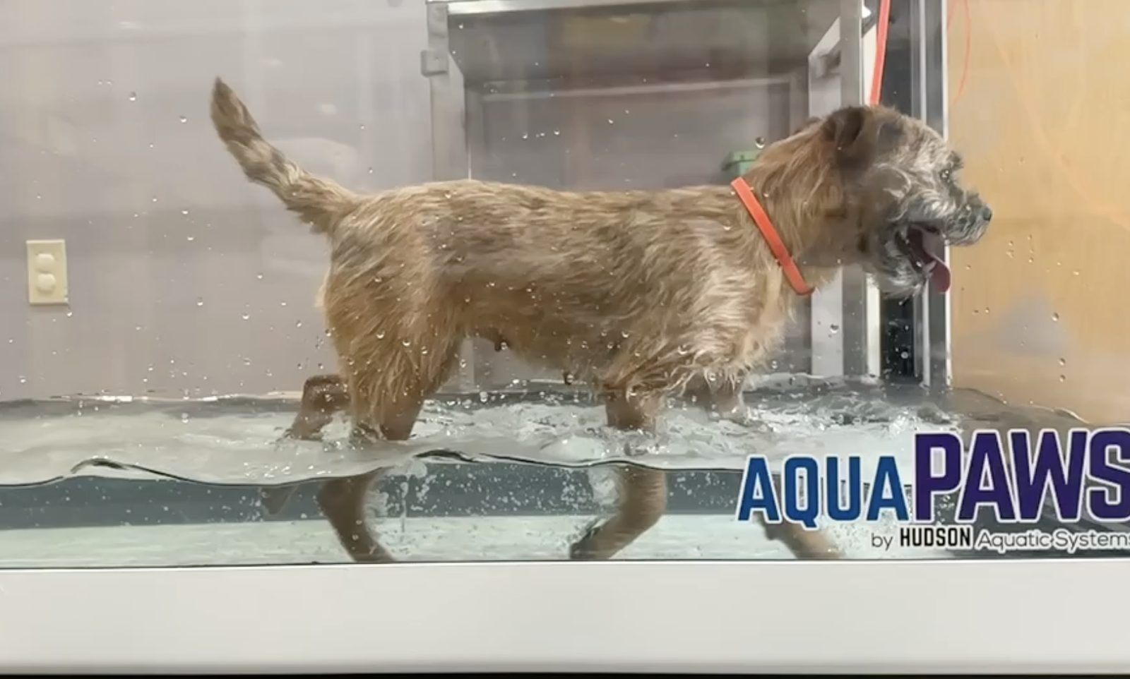 A terrier walking steadily on the underwater treadmill during a rehabilitation session