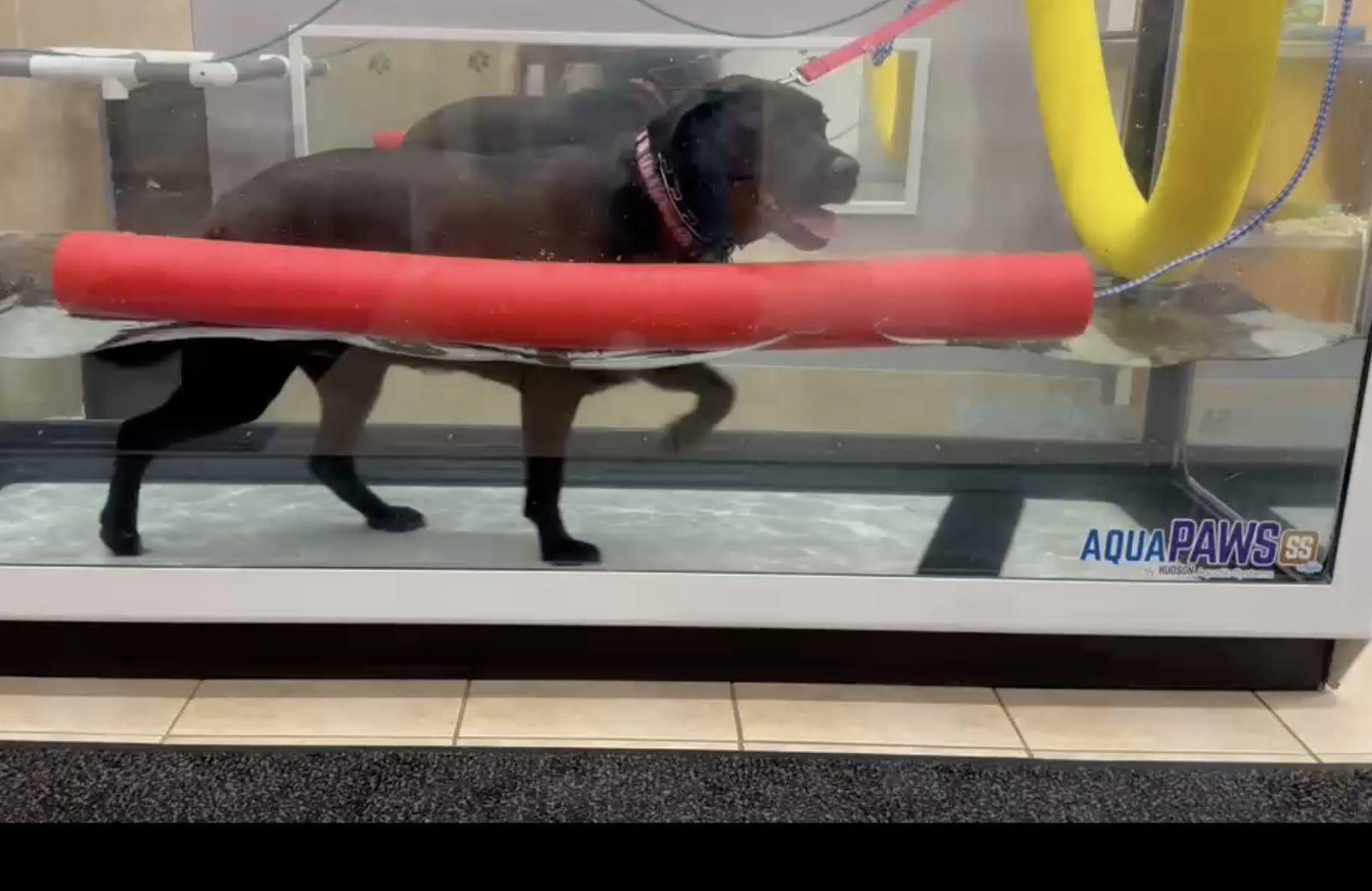 A labrador supported by a flotation noodle while working on the underwater treadmill