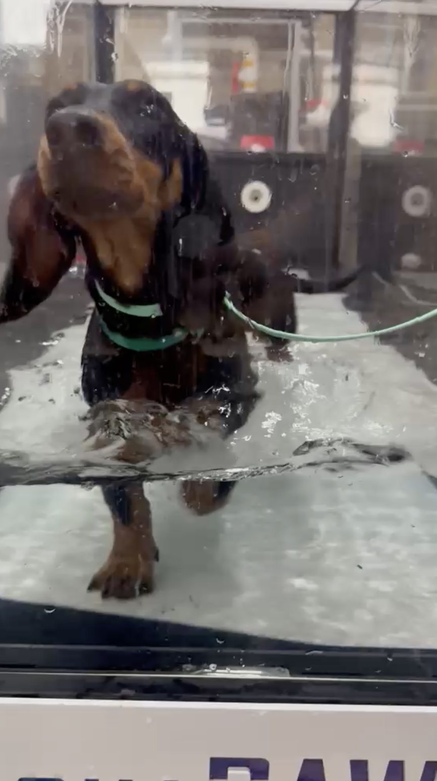 A hound placing each foot deliberately on the underwater treadmill belt