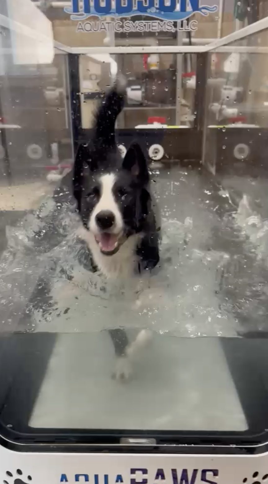 A border collie driving forward through the water on the treadmill at a working pace