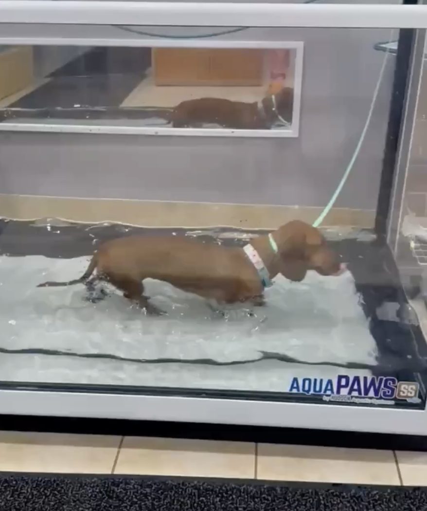 A dachshund walking on the underwater treadmill