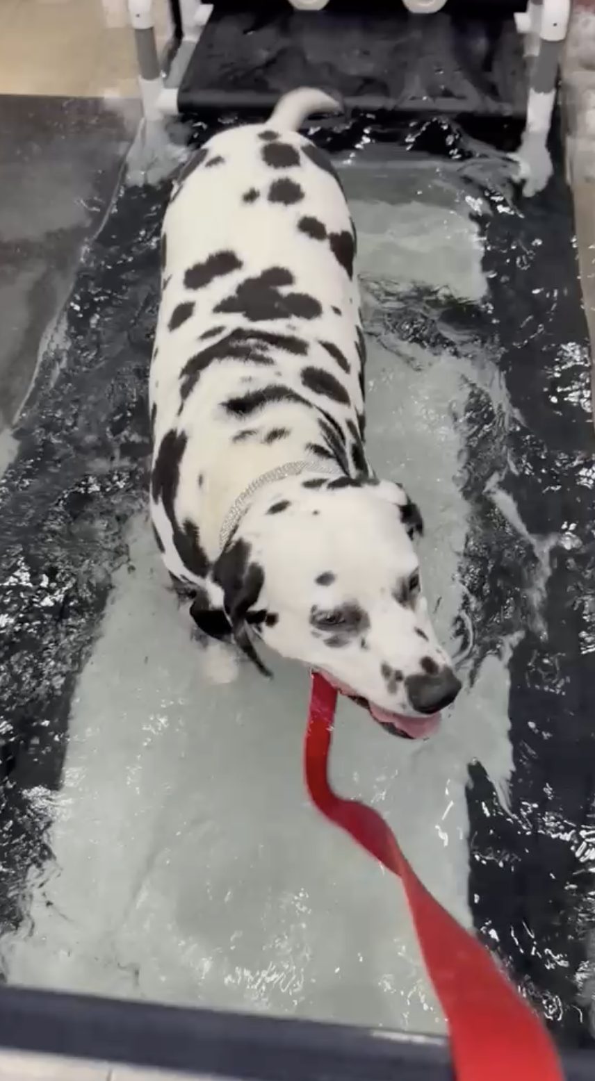 A dalmatian walking on the underwater treadmill on a loose lead
