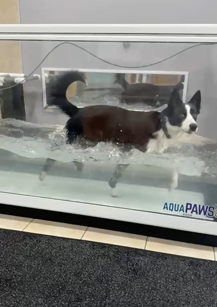 A dog moving through the water on the treadmill, seen from the side