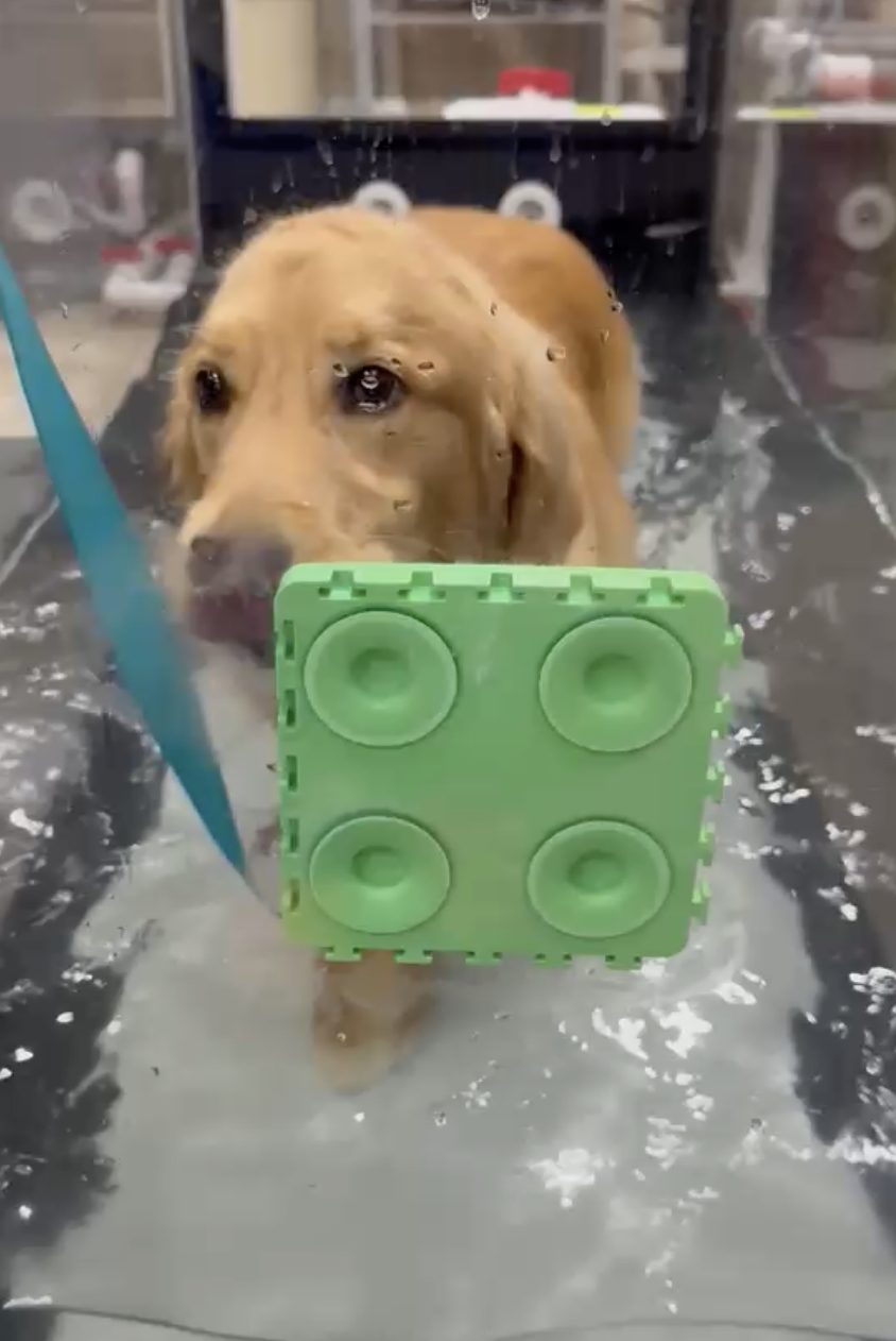 A golden retriever carrying a toy while working in the water