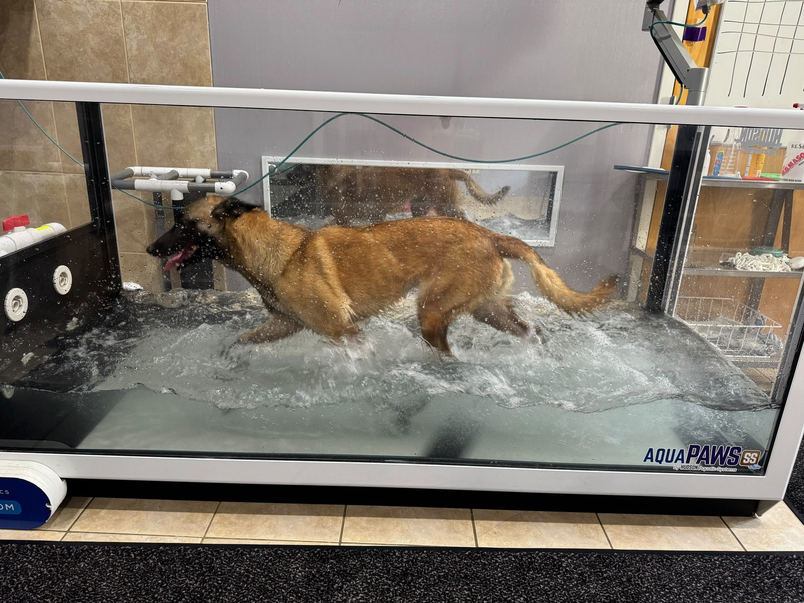 A golden retriever walking on the underwater water treadmill during hydrotherapy at Pathways Animal Hospital in Williamsville, New York