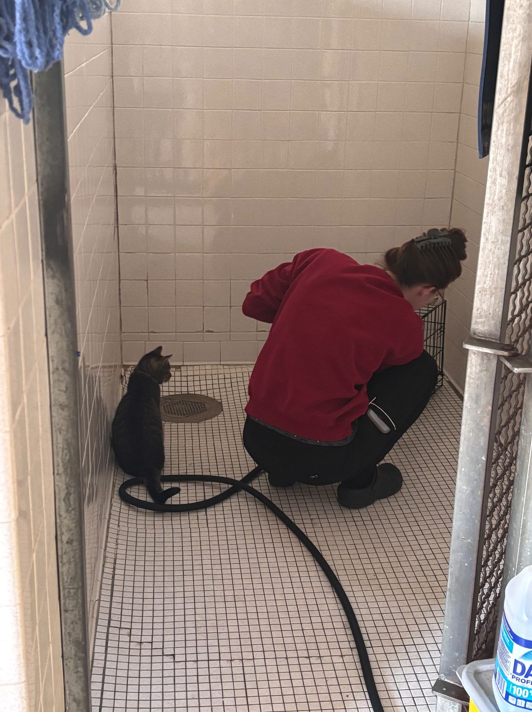 Cleaning a kennel run at the practice, with a black cat supervising from the corner