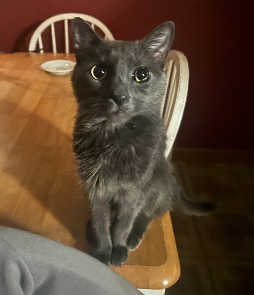 A grey cat sitting up on a kitchen chair, looking straight at the camera