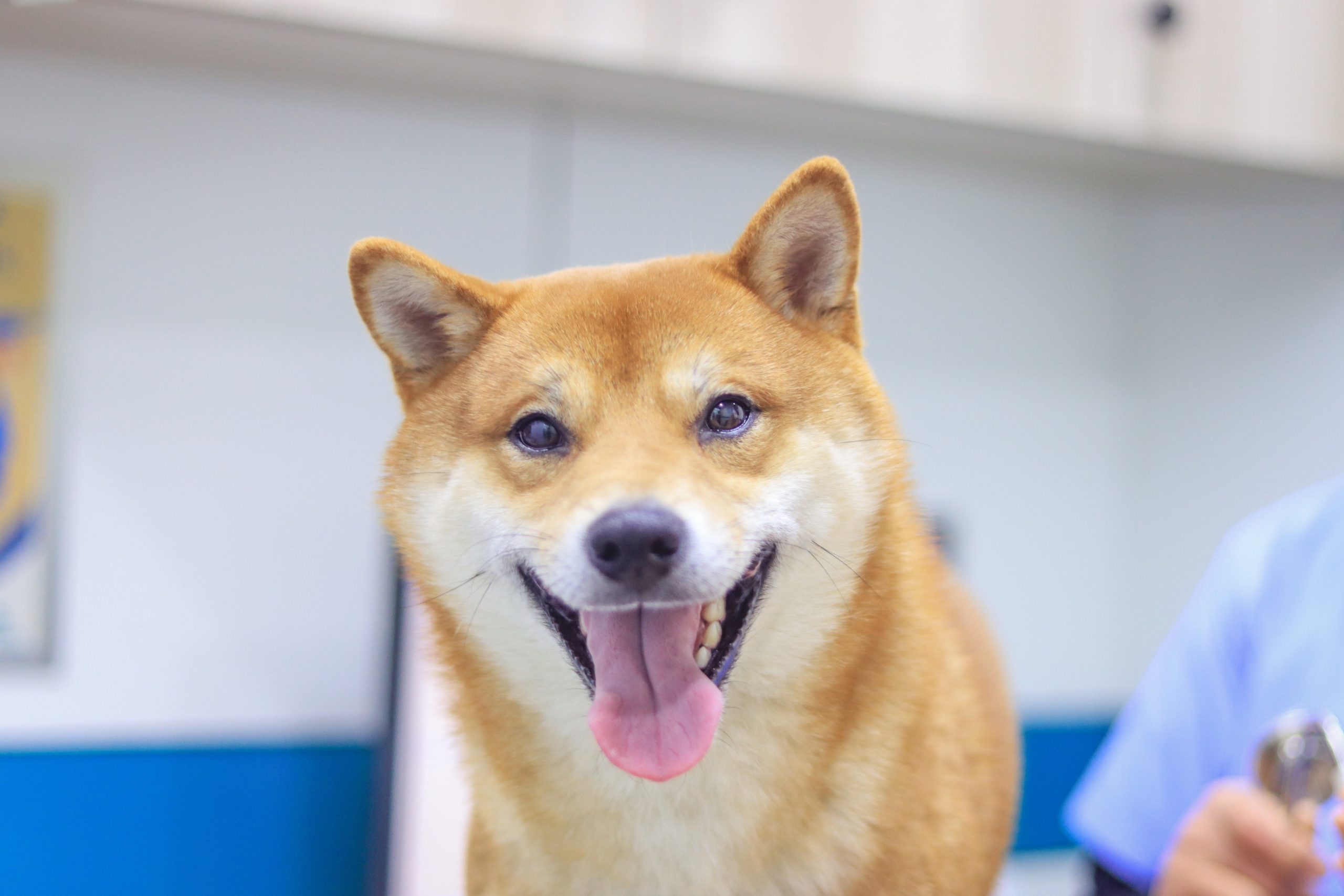 Veterinary Exam and Pet Owner Consultation – Vet Williamsville NY