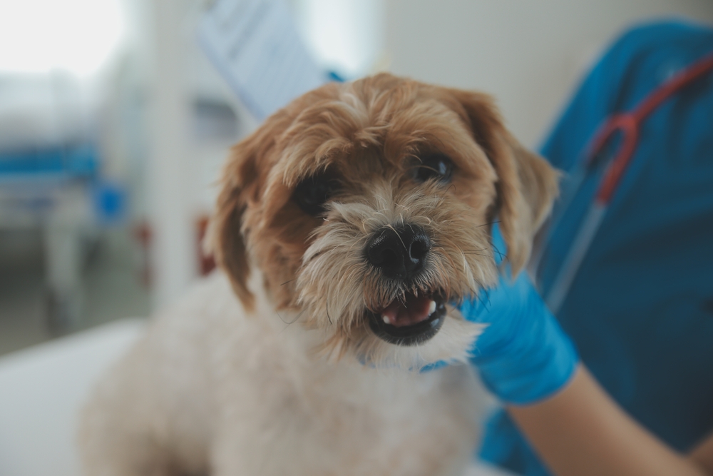 Closeup shot of veterinarian hands checking dog by stethoscope in vet clinic