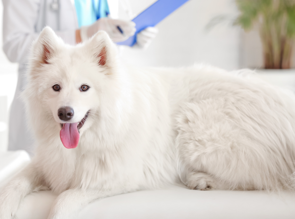 Veterinary Exam and Pet Owner Consultation – Vet Williamsville NY