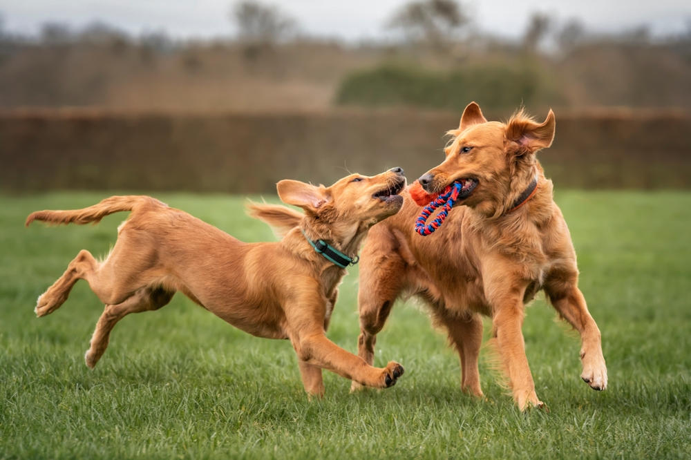 Veterinary Surgical Care and Monitoring in Clinic – Vet Williamsville NY