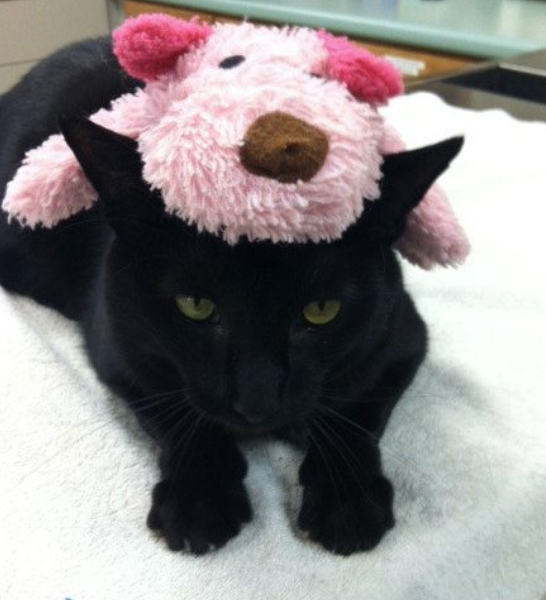 Screenshot 2026-03-13 171143