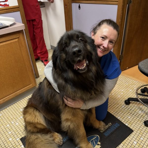 Vet hugging a cute big dog