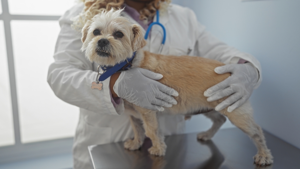 Young african american woman veterinarian in clinic examining a small dog with gloved hands, highlighting the care and attention given to the pet in a professional indoor setting