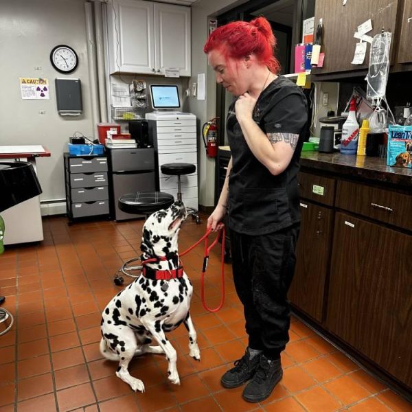 dalmatian-with-vet-on-leash-training