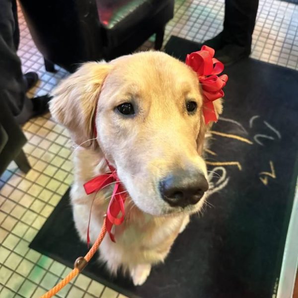 golden-retriever-red-bow-clinic