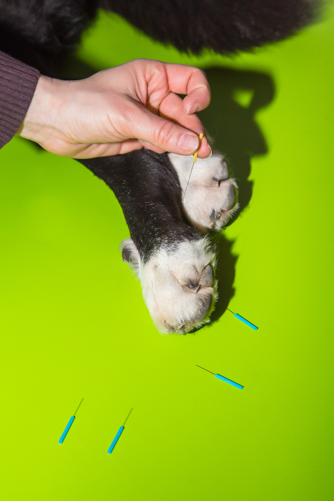 hand holds acupunture needles in front of dog paws